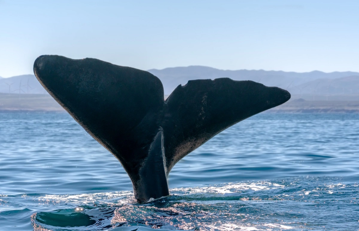Cachalotes, bioluminiscencia y cañones submarinos: La magia que atrae interés científico al lugar donde se quiere instalar Dominga