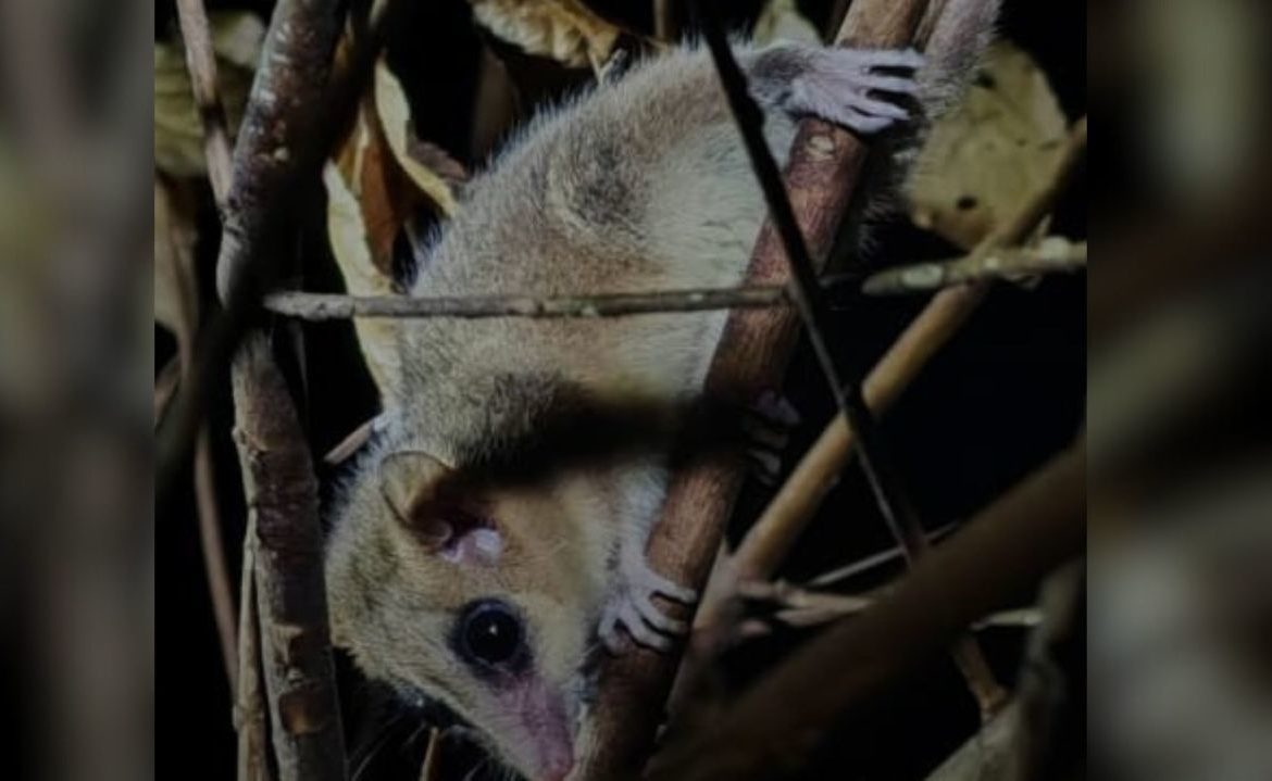 ¿Cómo sobrevive la fauna tras el fuego? Expertos detectan señales de resiliencia en Ñuble y Biobío