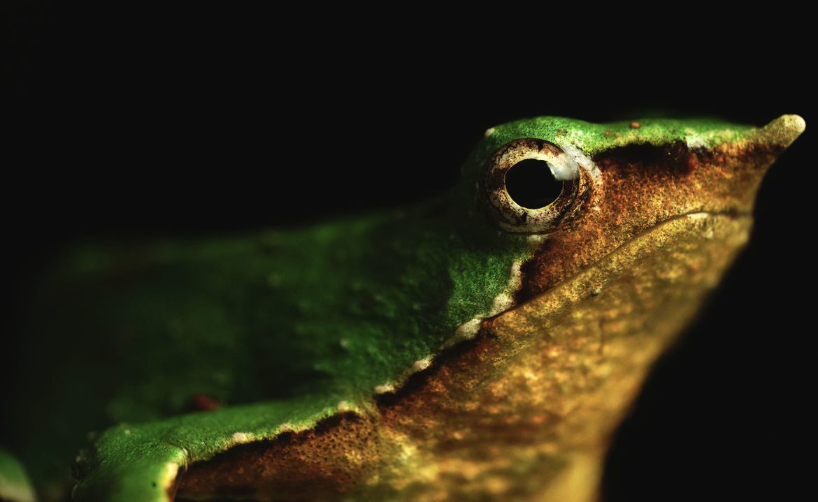 Destacan nuevos registros de ranita de Darwin en parques nacionales de Los Lagos