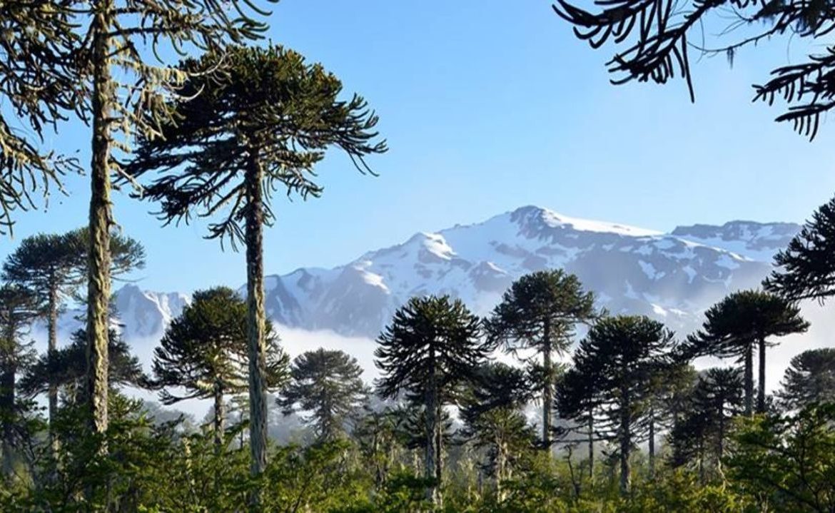 Alerta por el impacto del cambio climático en la Araucaria