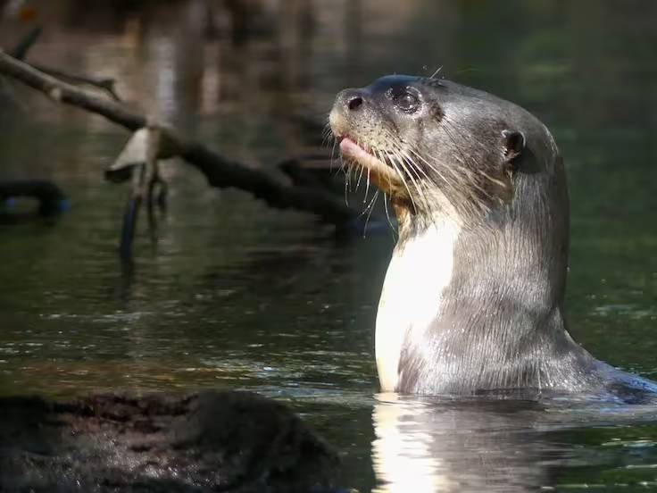 La ONU blinda al guepardo y 39 especies más: el drástico plan para salvar animales en peligro crítico
