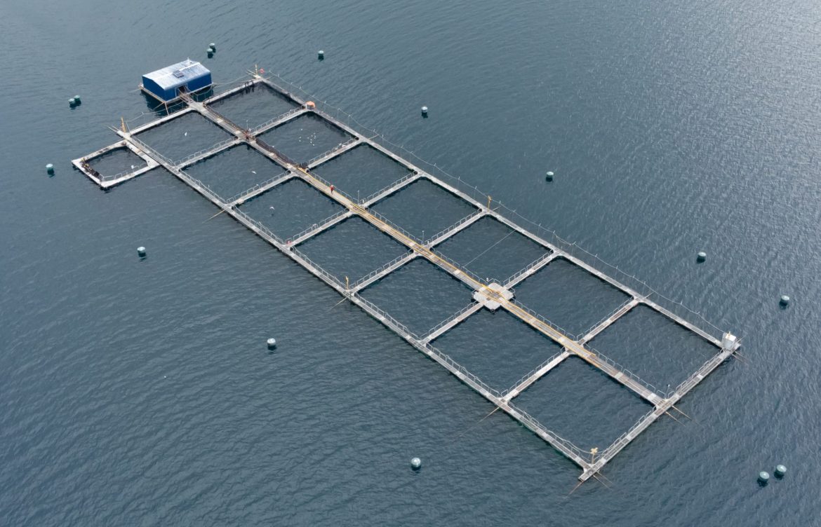 Cambio de norma permite intensificar la producción en 55 centros salmoneros a pedido de 3 empresas