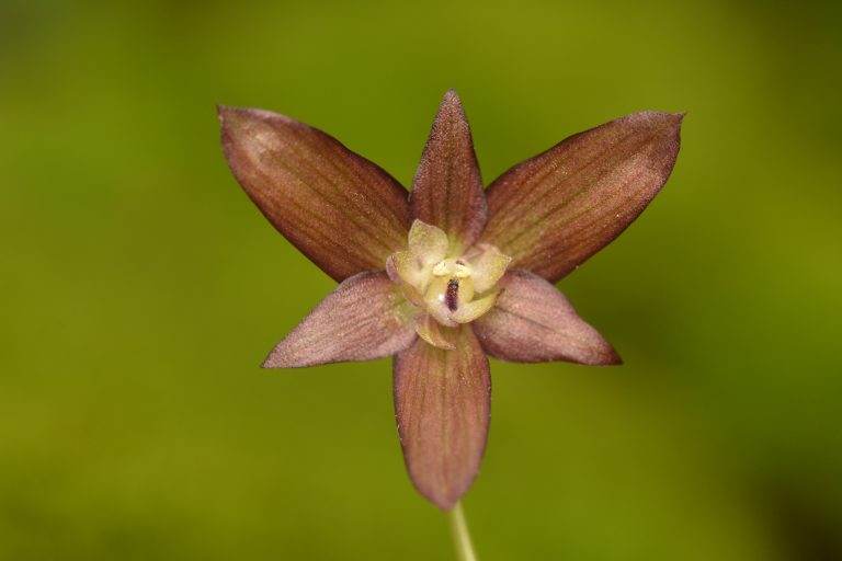 De los cerros al laboratorio: La travesía para descubrir cuatro nuevas plantas en Chile