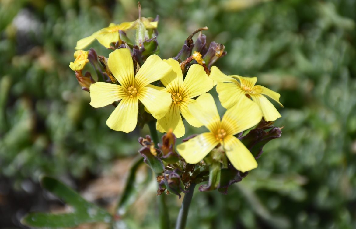 Investigadores descubrieron nueva especie de suculenta en el Desierto Florido 2025