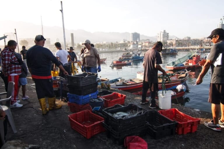 Con el nombre de tollos, Chile consume a ciegas tiburones en peligro crítico de extinción