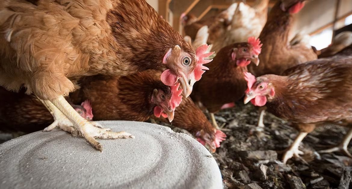 SAG confirma casos de influenza aviar H5N1 en aves silvestres de la Región de Valparaíso: fueron halladas en humedal El Yali