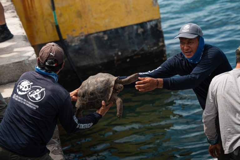 Tortugas gigantes vuelven a caminar en Galápagos tras 180 años