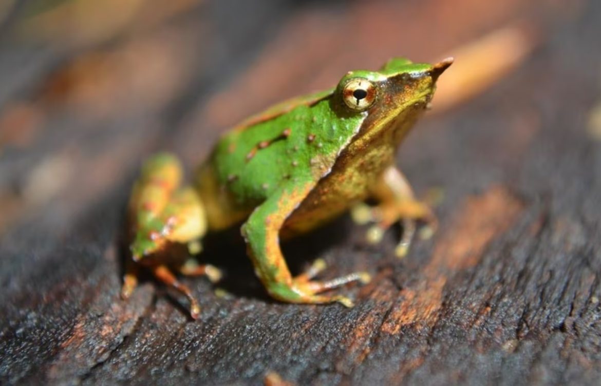 Ranita de Darwin: Contraloría da luz verde a decreto clave para conservación de la especie en Chile