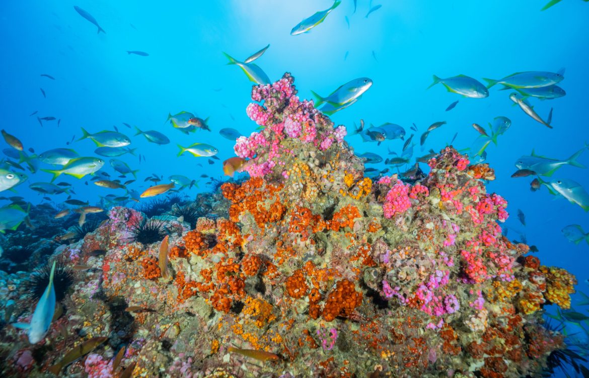 Hito para Chile: Se transforma en el tercer país del mundo en proteger más kilómetros de océano