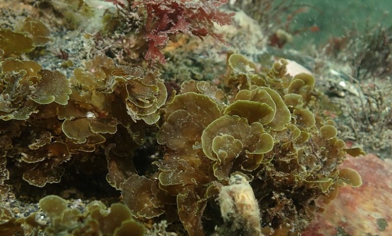 Publican primer registro para Chile de “alga abanico” en la Isla Grande de Tierra del Fuego