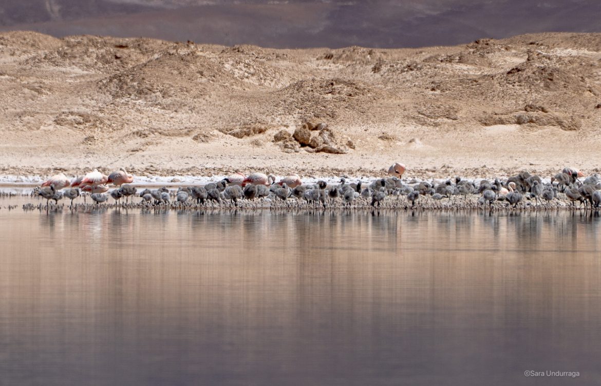 ¡Un esperado nacimiento! Salar de Maricunga es el nuevo hogar de más de mil polluelos de flamencos