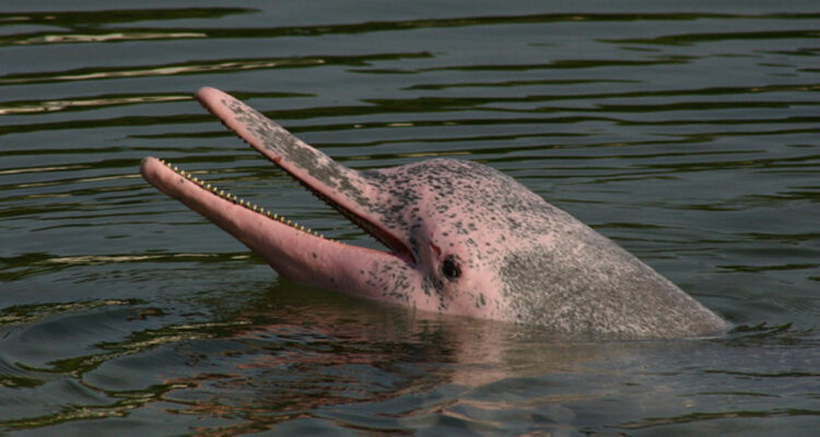 Detectan sustancias químicas de desechos electrónicos en delfines y marsopas en peligro de extinción