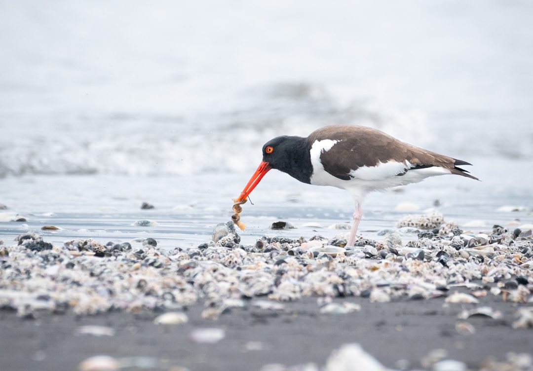 Importante área para las aves migratorias en Chile: Rocuant – Andalien es declarado oficialmente «humedal urbano»