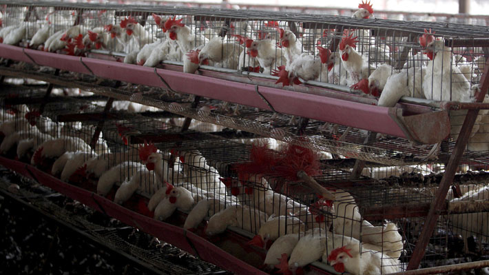 Exportaciones avícolas chilenas suspendidas: Zoom al negocio de US$430 millones golpeado por la gripe aviar
