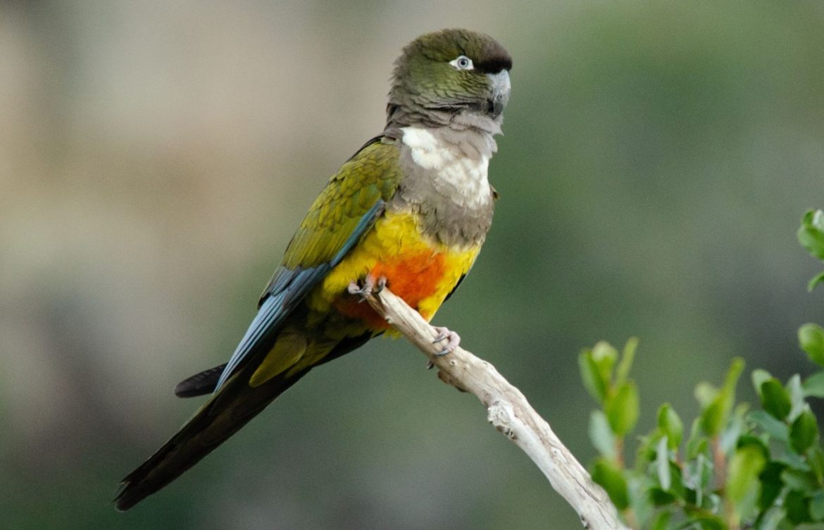 Tras más de 15 años sin nidificar en Río Clarillo, confirman reproducción del loro tricahue en la Región Metropolitana