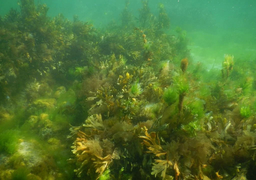 Mirar los bosques debajo del agua: el desafío científico que reunirá a especialistas en Chile