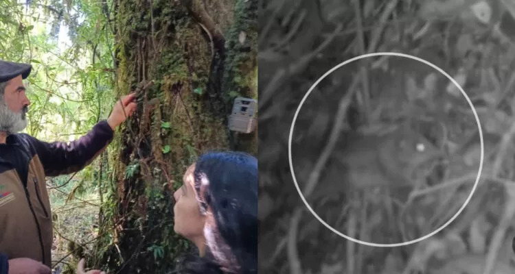 Confirman presencia del monito del monte en el Parque Nacional Queulat: está en peligro de extinción