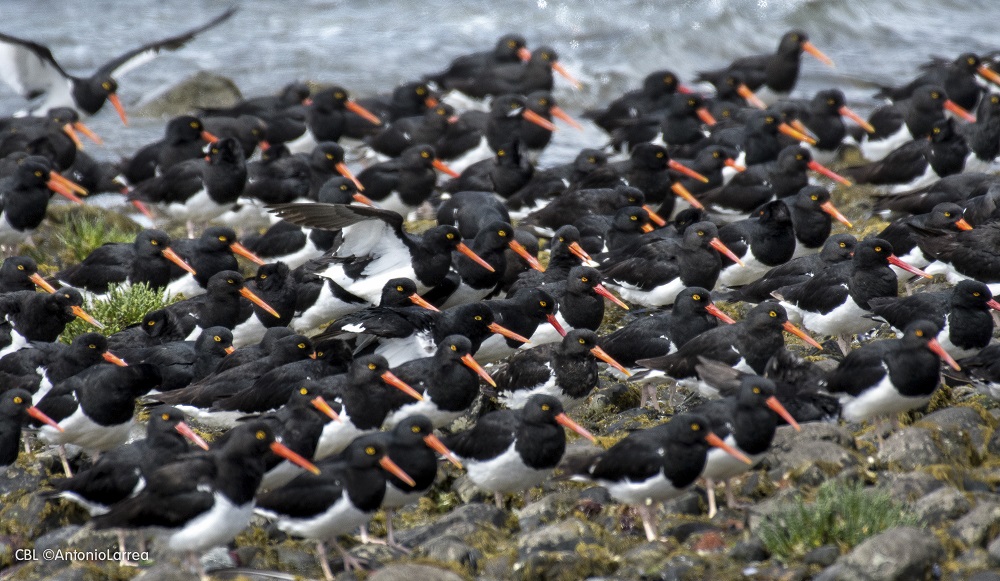 A días de la COP15 sobre especies migratorias: ¿Cuál es la situación de los animales que migran y qué podemos esperar de la convención?