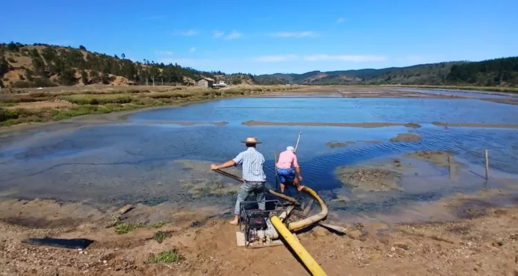 Salineros alertan pérdidas históricas en Cáhuil y apuntan a efectos del embalse Convento Viejo