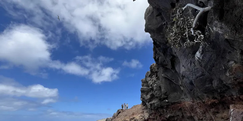 Pescadores y científicos recuperan plantas casi extintas en Islas Desventuradas arrasadas por cabras y conejos