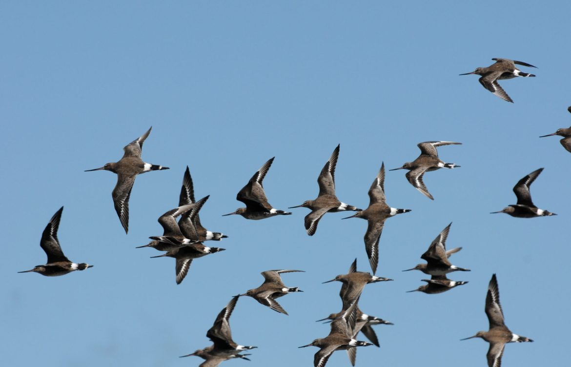COP15: Convención sobre Especies Migratorias aprueba acciones para la conservación de las aves playeras propuestas por Chile