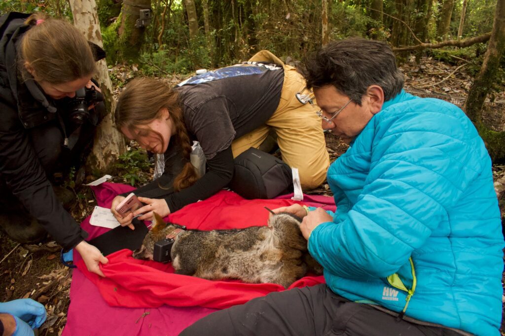 Pasos de fauna en Chiloé: las medidas adicionales que debiese incluir el proyecto de ruta Chacao-Chonchi para evitar atropellos de animales