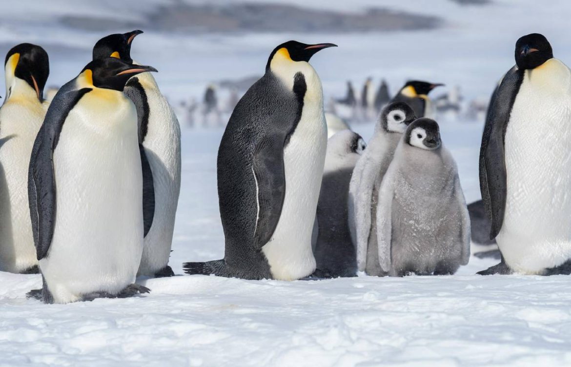 “Su población se reducirá a la mitad”: Pingüino emperador y lobo marino antártico se convierten en especies “en peligro”