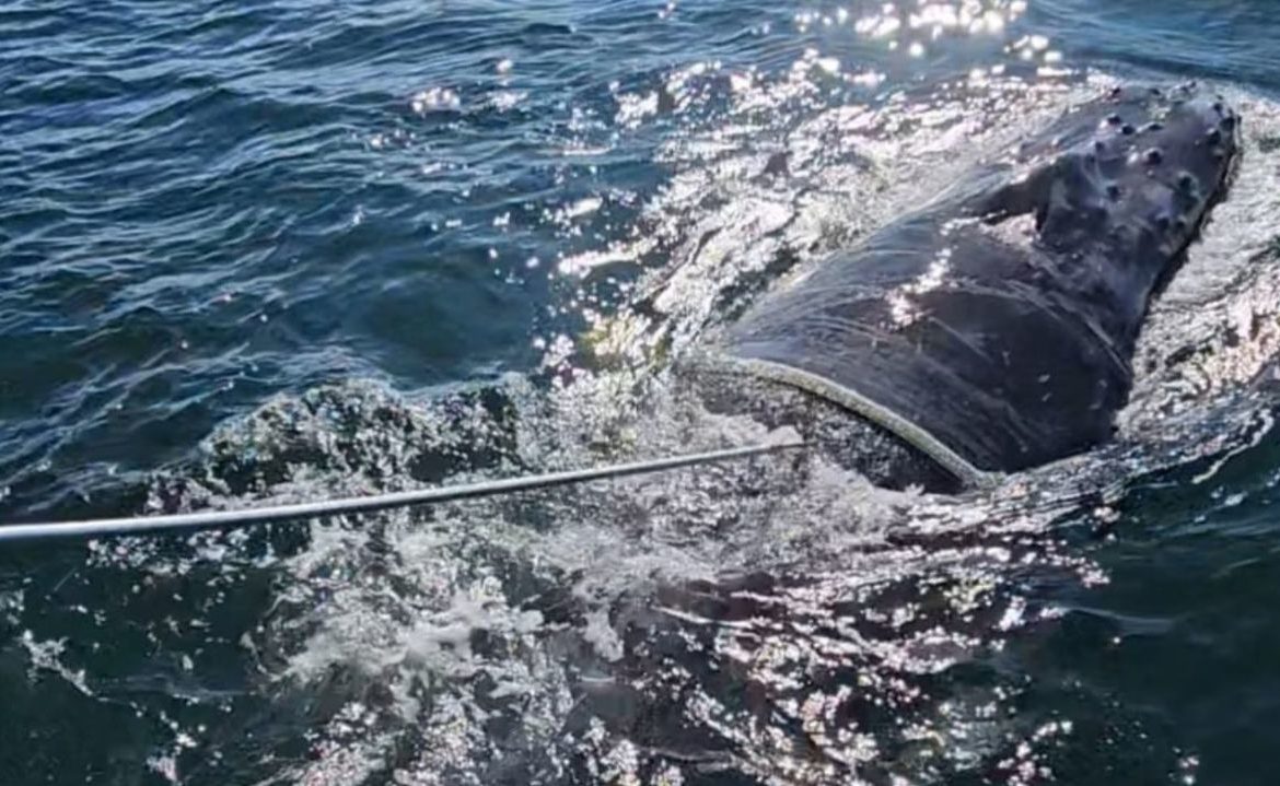 Liberan a ballena jorobada enredada en cabos de pesca en la costa de Valdivia