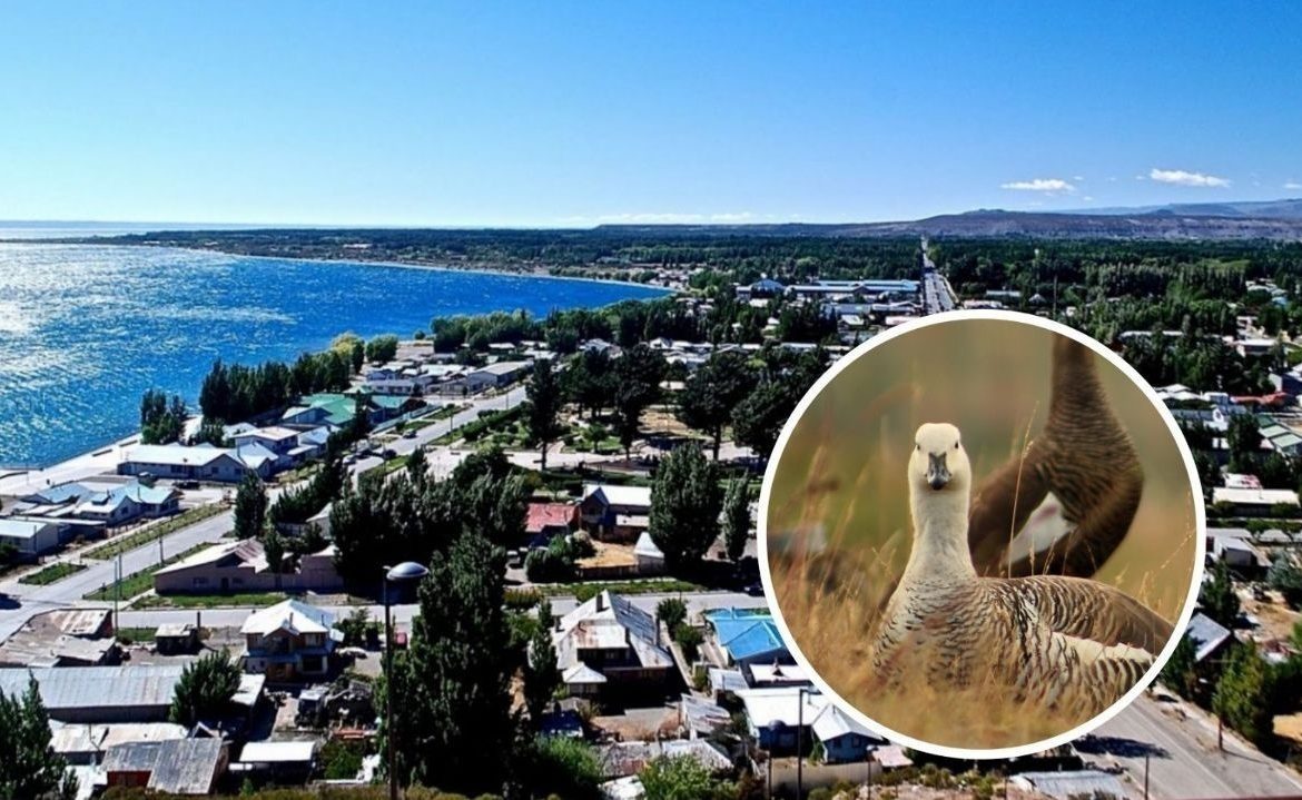 Activan alerta regional en Aysén tras confirmación de influenza aviar de alta patogenicidad