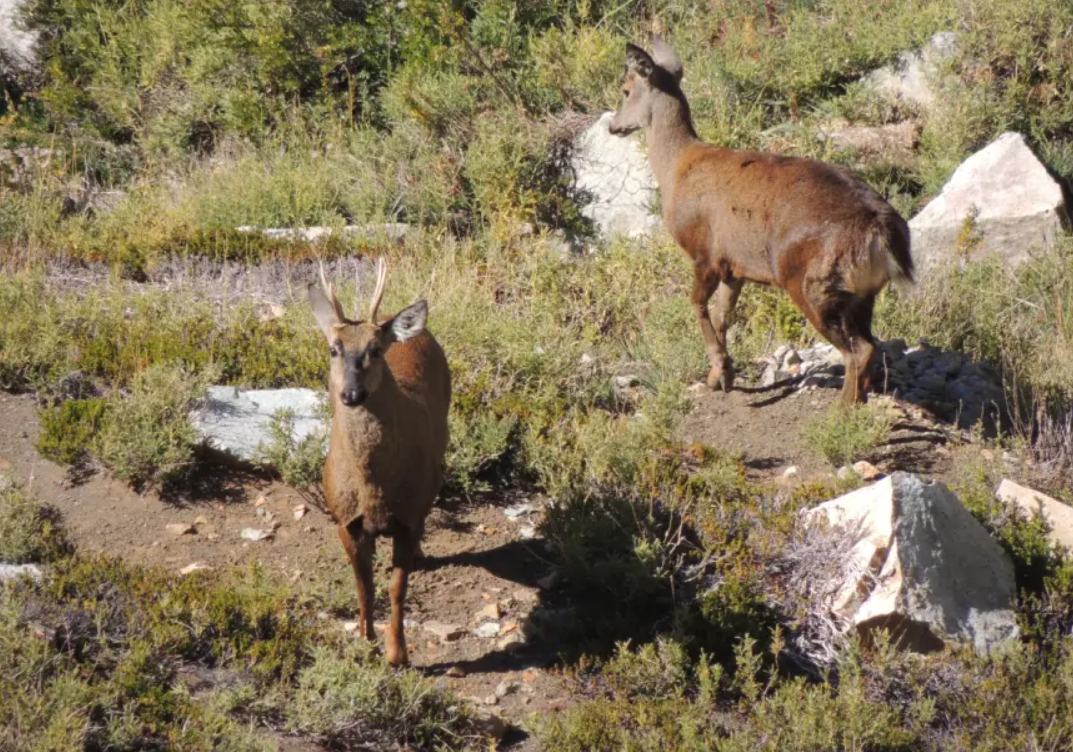 Recategorización de la Reserva Ñuble a Parque Nacional sigue en revisión y sin avances concretos