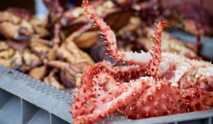 Denunciante de colusión de siete procesadoras de centolla en Magallanes: “Los gerentes coordinaban los precios”