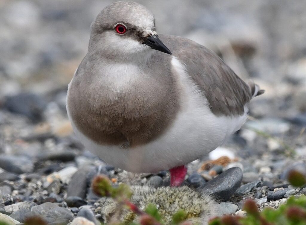 Pasar a la implementación: el desafío tras la aprobación de dos propuestas chilenas para proteger especies migratorias en peligro de extinción