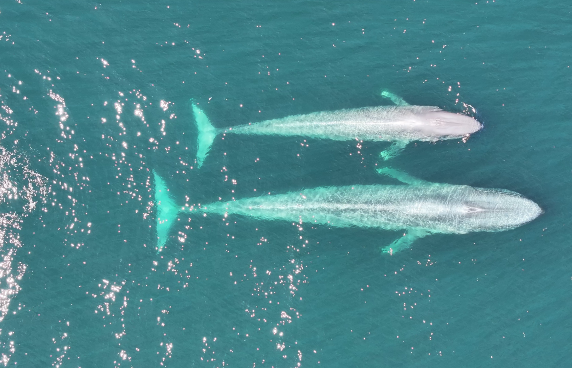 “Un viaje de fidelidad y riesgo”: estudio revela “ruta migratoria” de ballenas azules en el Pacífico