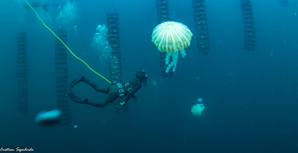 Granjas marinas: pescadores artesanales están reinventando su oficio en el norte de Chile