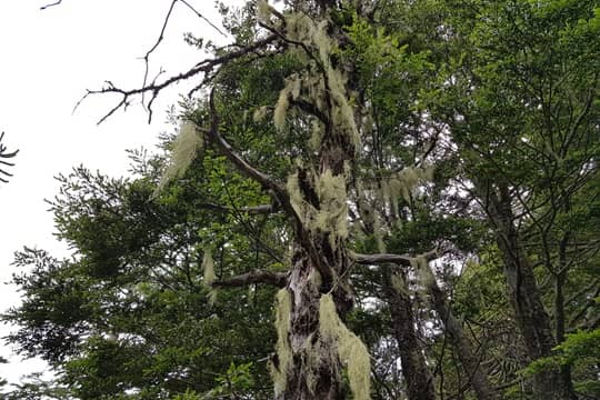 Líquenes del sur de Chile: investigación revela su papel en la propagación de incendios forestales