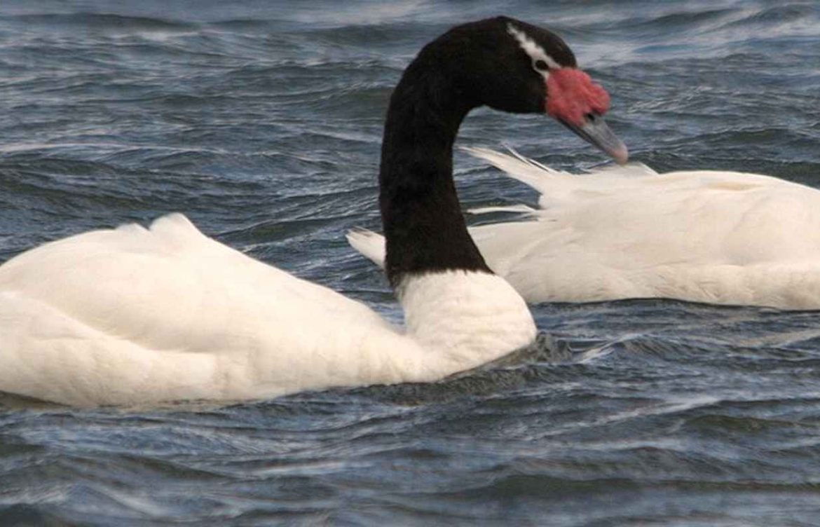 Influenza aviar: SAG confirmó primer caso en aves silvestres en la Región del Biobío