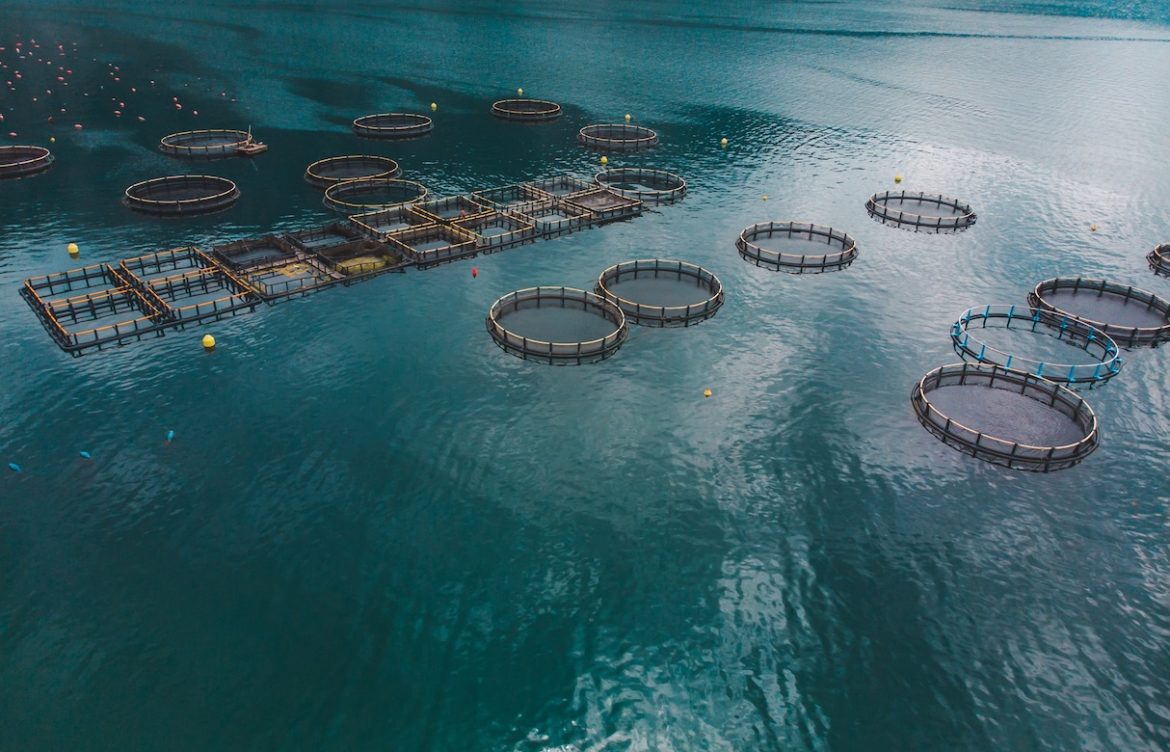 Corte de Apelaciones de Puerto Montt instruye a Subpesca entregar información clave de agenda salmonera del gobierno