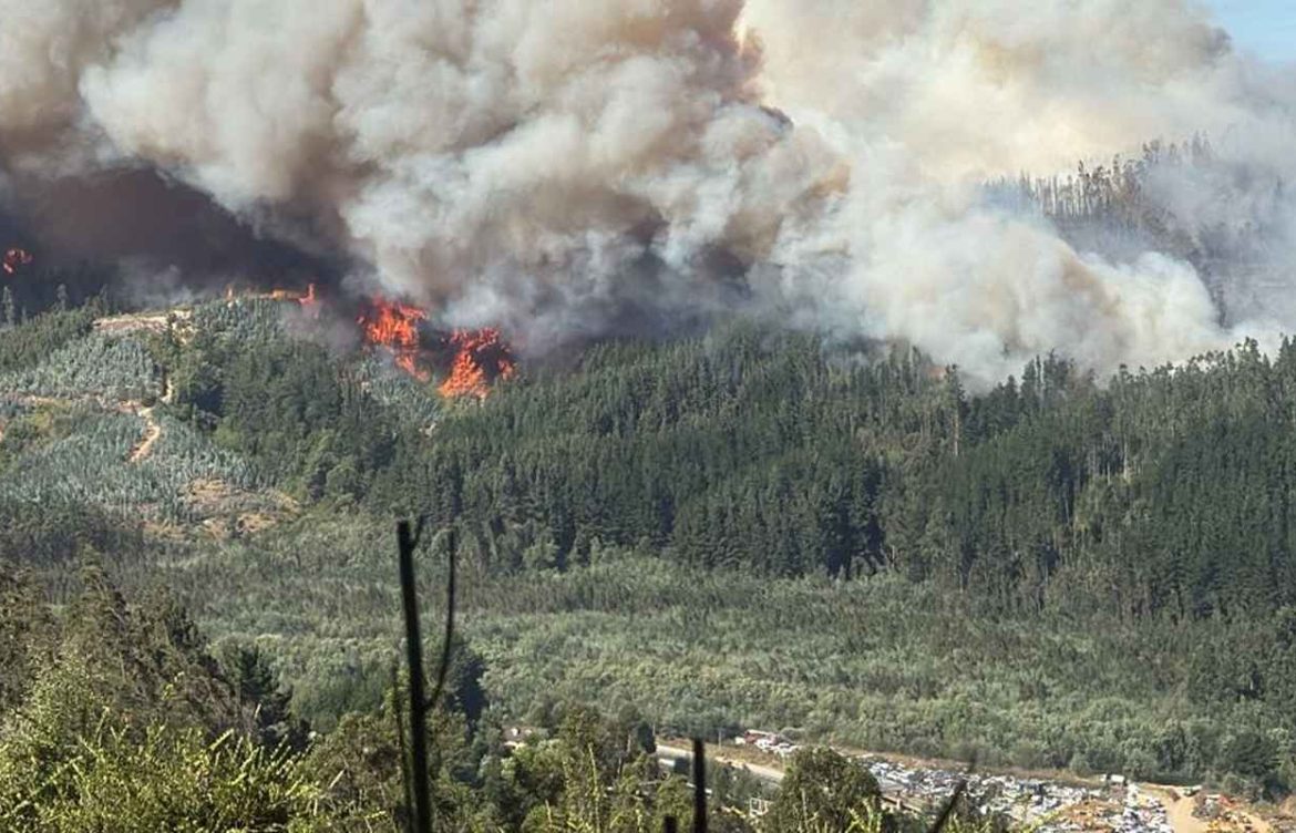 “Rancho Chico” el incendio forestal olvidado de Hualqui y dejado de lado en el Plan de Reconstrucción
