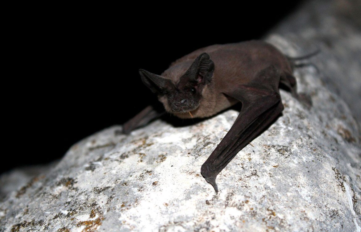 Ni plagas ni «vampiros»: Científicos explican por qué los murciélagos son clave para el equilibrio ambiental