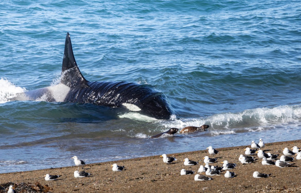 Son la única población del mundo con este comportamiento: Nuevos registros de orcas varando para cazar lobos marinos en Península Valdés