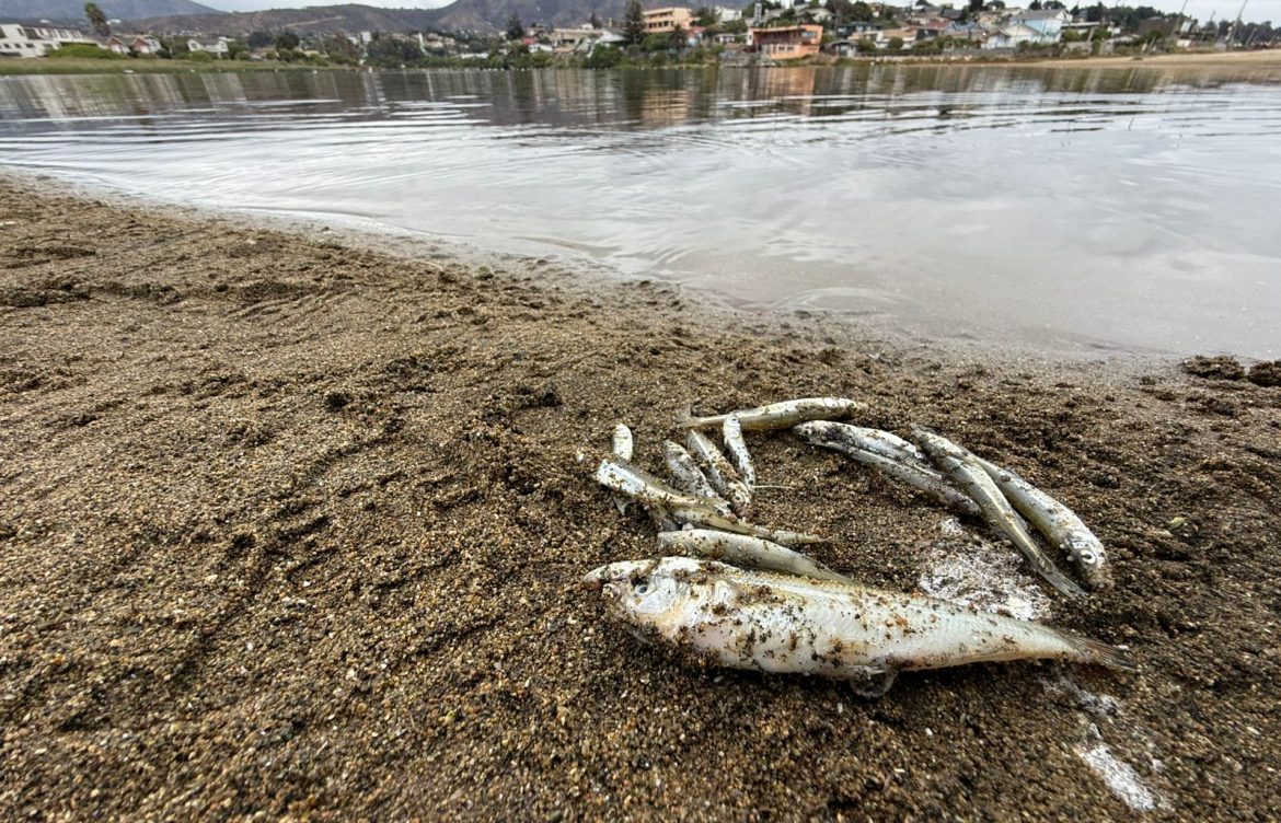 Monitorean posibles causas por mortandad masiva de peces en el humedal Laguna–Estero Catapilco, Región de Valparaíso