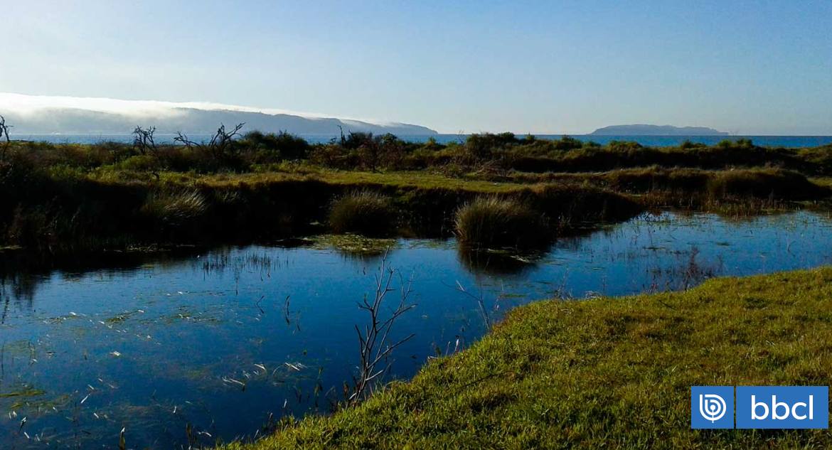 Bío Bío: presentan 7 reclamaciones contra declaratoria de Rocuant – Andalién como humedal urbano