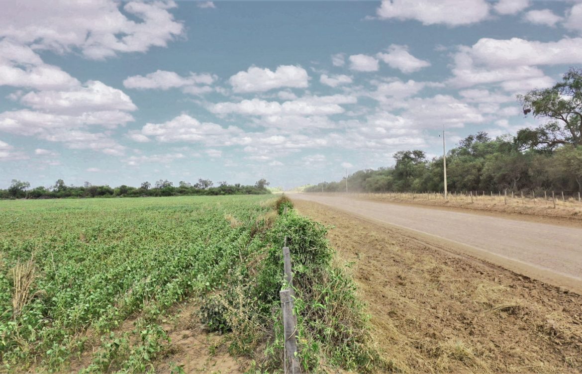 Con la entrada en vigor del acuerdo UE-Mercosur, los ecologistas alzan la voz de alarma