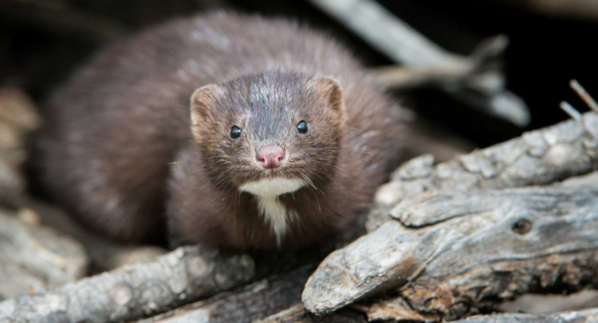 Sin depredadores y prácticamente imposible de erradicar: así avanza el visón americano en Chile