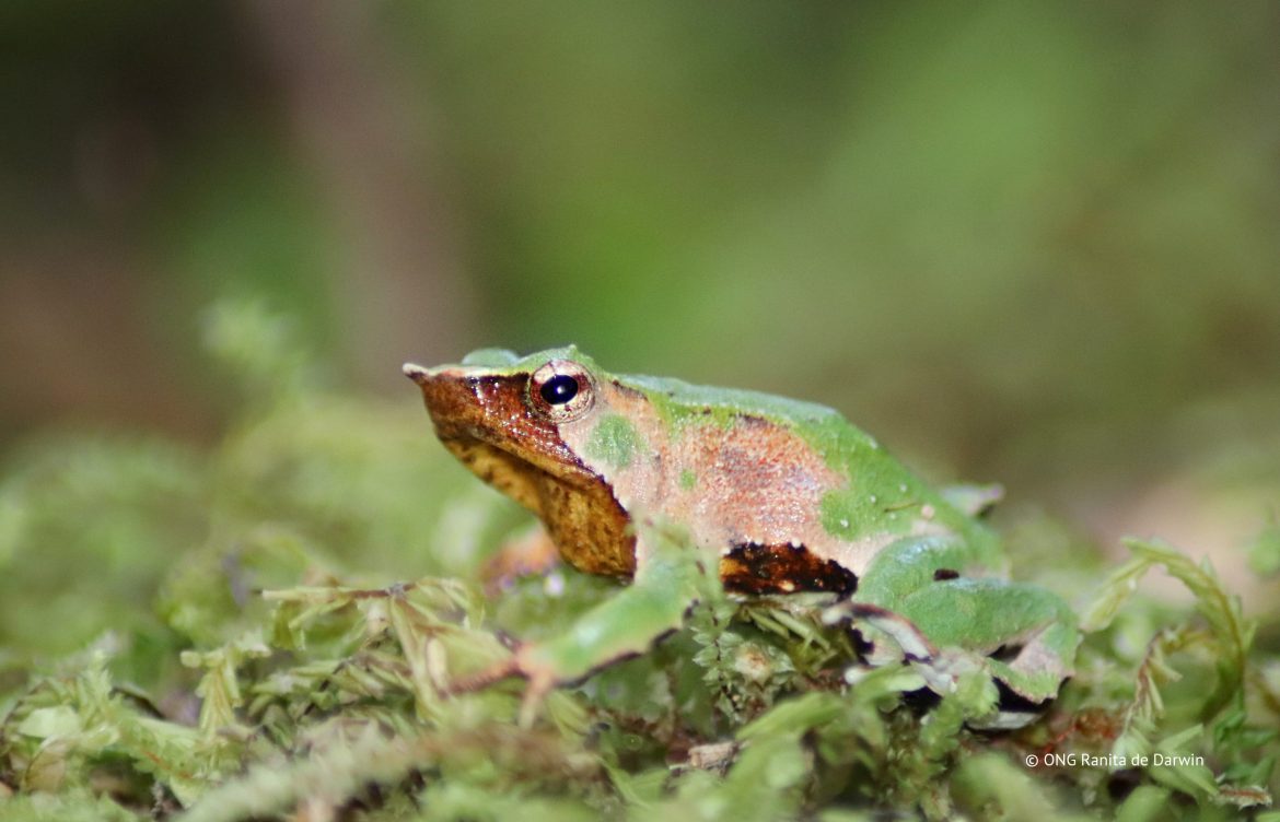 Es oficial: Publican Plan RECOGE para proteger a las ranitas de Darwin