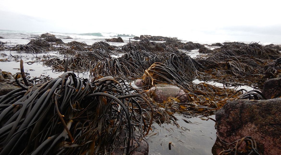 Bosques marinos en riesgo: estudio de la U. de Chile advierte fuerte reducción del hábitat de macroalgas chilenas