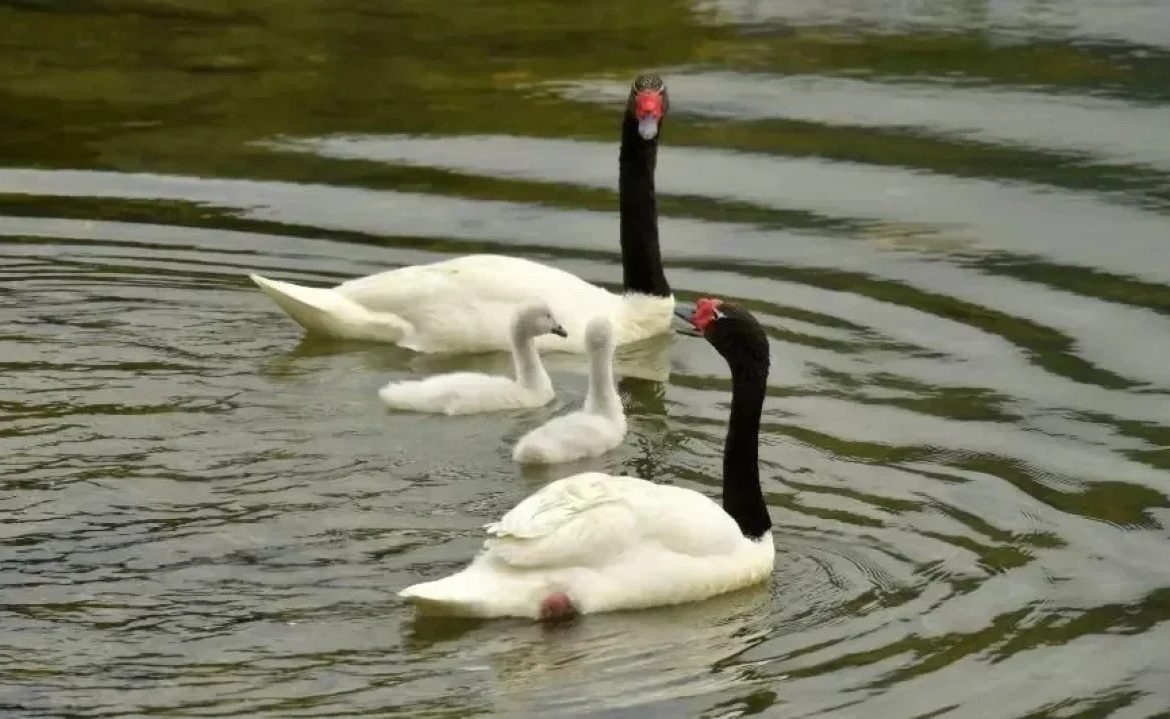 Reportan más de 130 cisnes de cuello negro muertos por influenza aviar en Los Ríos