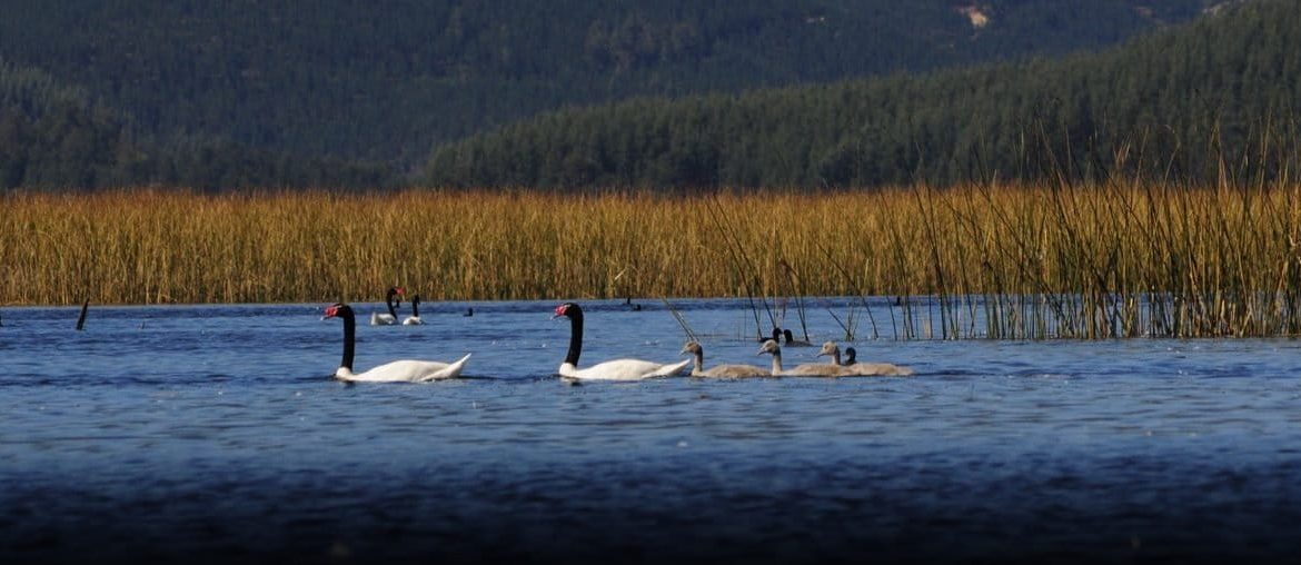 Chile: la influenza aviar está afectando más a cisnes de cuello negro y otras aves de agua dulce