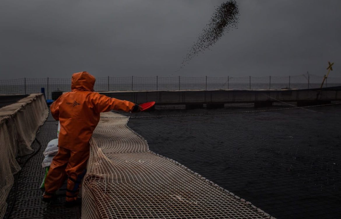 Chile: empresa salmonera va a la Justicia para hacer caer una protección especial en reservas marinas