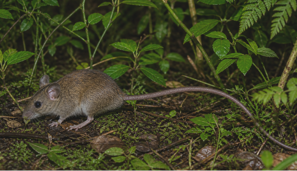 Hantavirus: cambio climático amplía riesgo de propagación a otras zonas de Chile